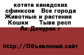 котята канадских сфинксов - Все города Животные и растения » Кошки   . Тыва респ.,Ак-Довурак г.